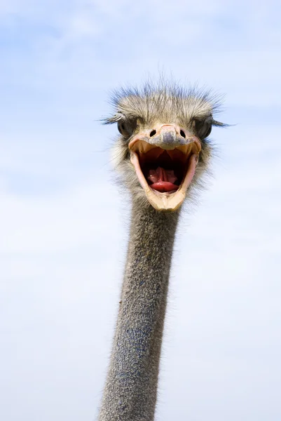 La cabeza del avestruz africano divertido — Foto de Stock