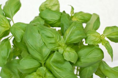 Basil beyaz zemin üzerine