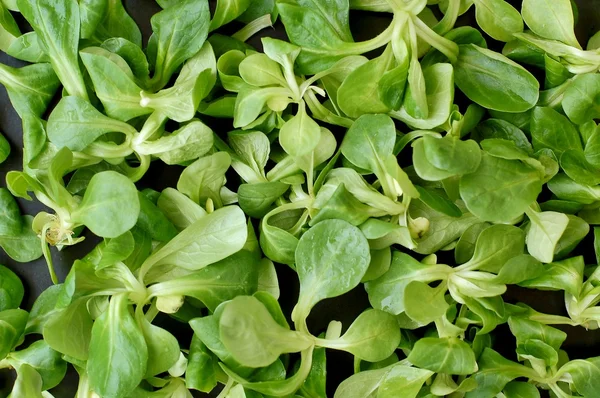 Grüne Lämmer Salat auf dem weißen Hintergrund — Stockfoto