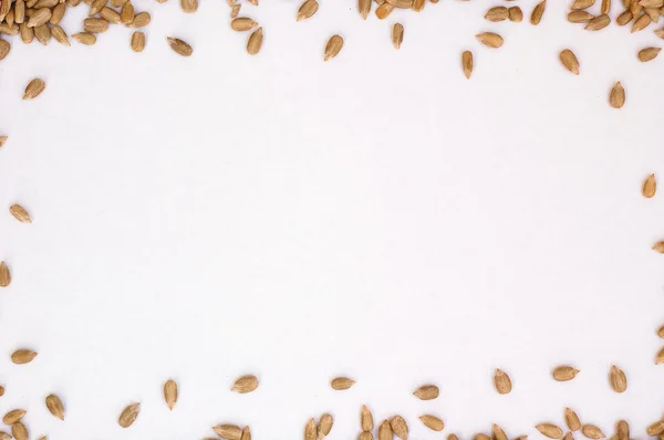 Quadro de sementes de girassol — Fotografia de Stock