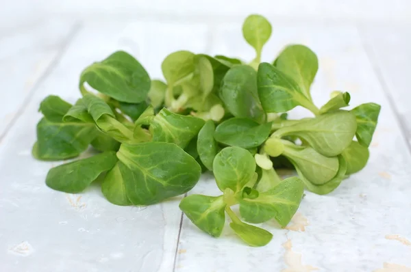 Vårsalat på trebakgrunn – stockfoto