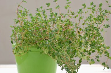 Beyaz zemin üzerine yeşil saksının içinde taze yeşil bitki kekik