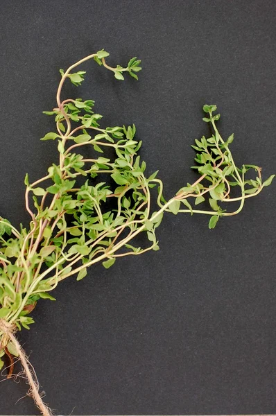 Fresh green herb thyme on black background