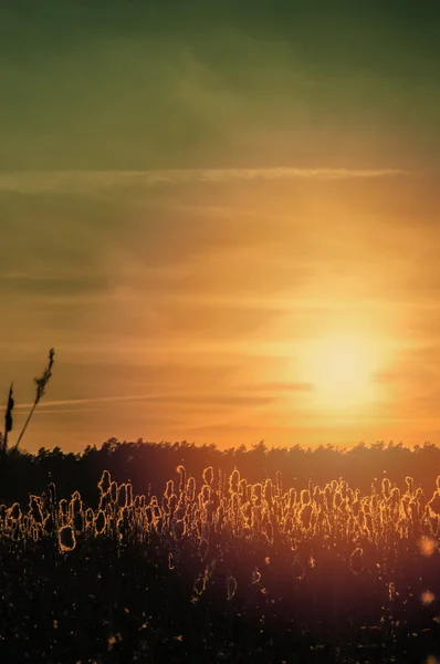 A imagem do pôr-do-sol escuro — Fotografia de Stock