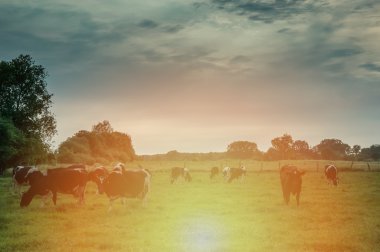 İnekler üzerine yeşil çayır