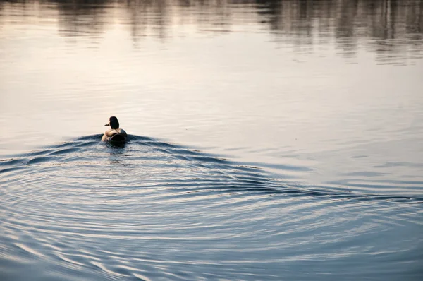 Pato flotando en el lago — Foto de Stock