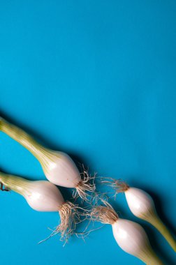 Taze genç soğan wi yukarıdaki mavi bir arka plan üzerinde saplı