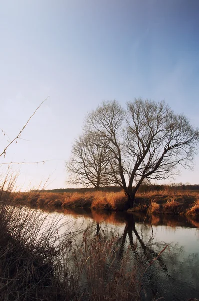 La imagen del árbol y el río . — Foto de Stock