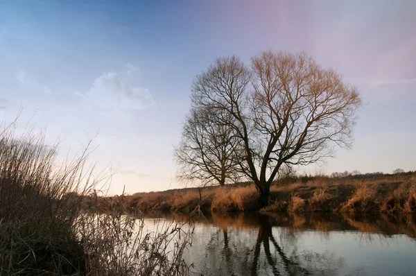 Una imagen de Árbol y río . — Foto de Stock