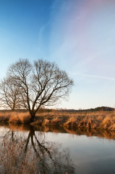 La imagen del árbol y el río . — Foto de Stock