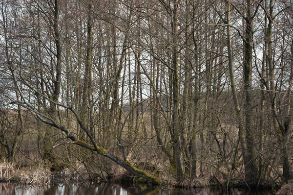 Изображение дерева и реки . — стоковое фото
