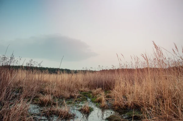 Winter or early spring landscape of field with raised hide under