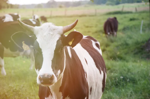 Коровы на зеленом лугу — стоковое фото