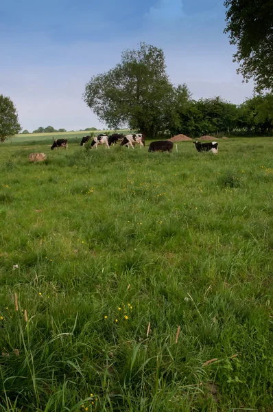 Vacas en prado verde —  Fotos de Stock