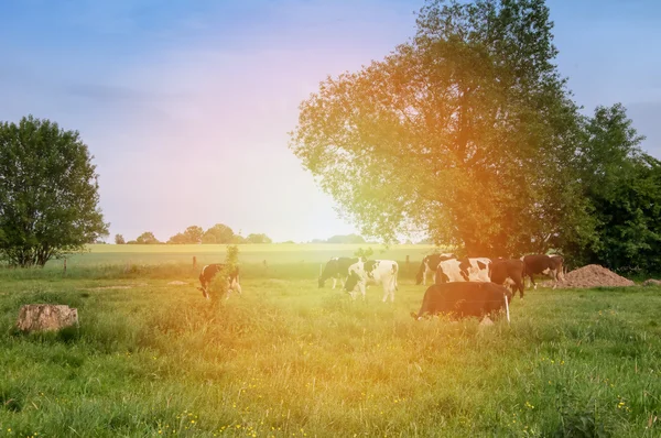 Koeien op groene weide — Stockfoto