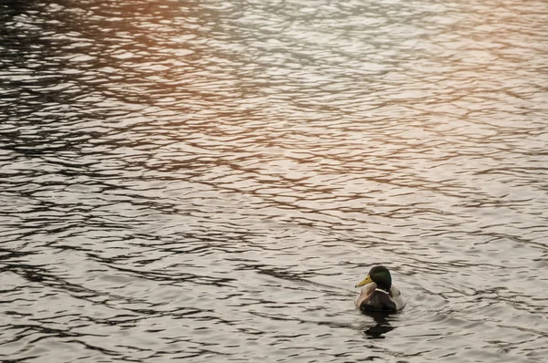 La imagen de pato, río — Foto de Stock