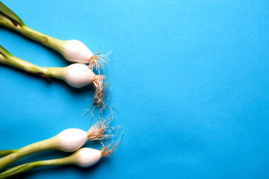 Taze genç soğan wi yukarıdaki mavi bir arka plan üzerinde saplı