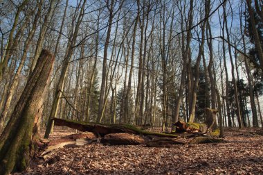 Ormana düşmüş ağaç görüntü