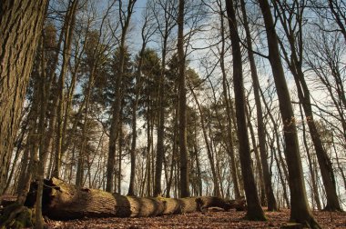 Ormana düşmüş ağaç görüntü