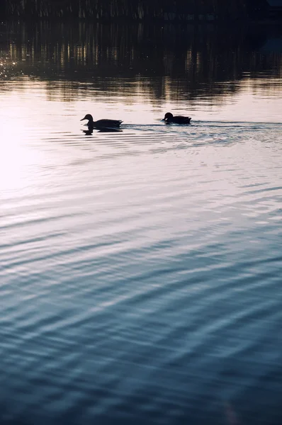 Pato flotando en el lago — Foto de Stock