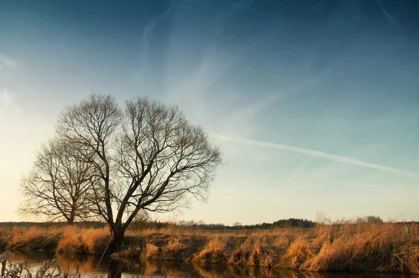 La imagen del árbol y el río . — Foto de Stock