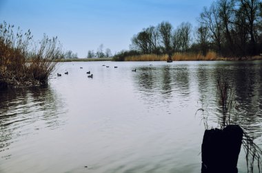 Ördek, görüntü river 