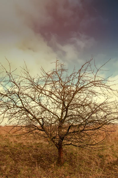 Das Bild des Herbstbaumes — Stockfoto