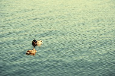 Ördek gölde yüzüyor.