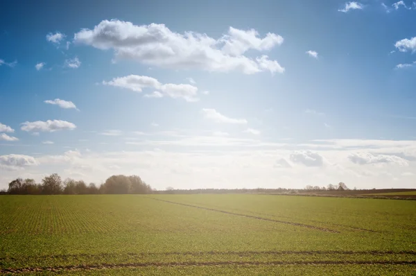 Feld aus grünen Körnern und perfektem Himmel — Stockfoto