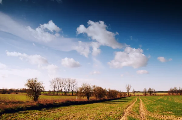 Feld aus grünem Korn, Bäumen und perfektem Himmel — Stockfoto