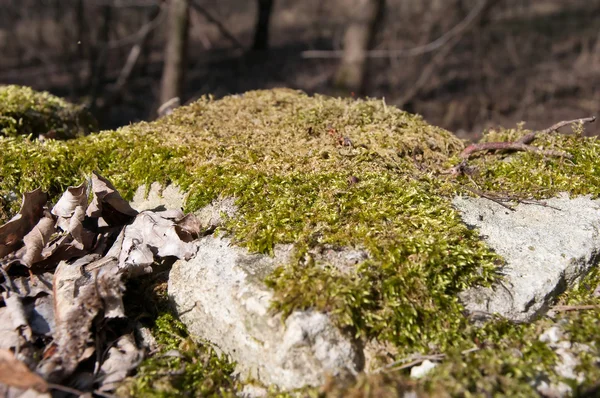 Citra batu dengan rumput hijau — Stok Foto