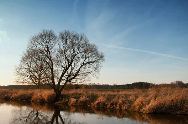 A imagem da árvore e do rio . — Fotografia de Stock
