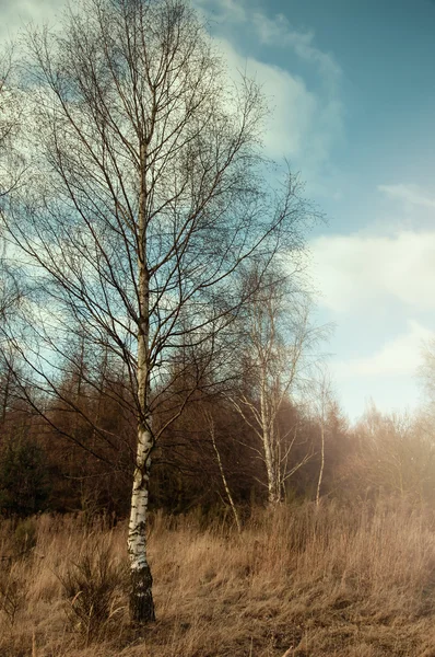 The image of white tree — Stock Photo, Image