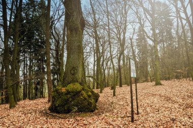 Eski ağaç görüntü.