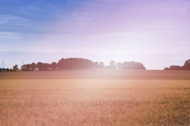 Buğday tarlalarının gün arasında