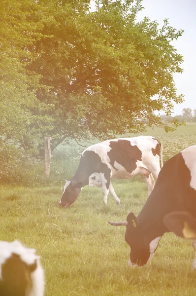 Vacas en prado verde —  Fotos de Stock