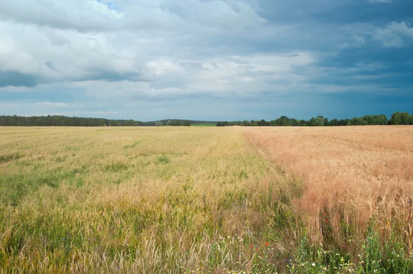 Wheat fields in the middle of the day — Stock Photo, Image