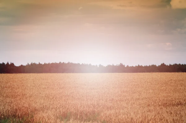 Wheat fields in the middle of the day