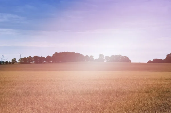 Campos de trigo a meio do dia — Fotografia de Stock