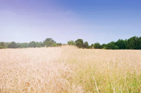 Weizenfelder mitten am Tag — Stockfoto