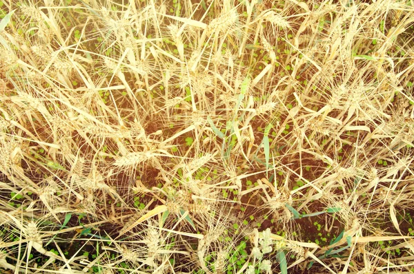 Пшеничные поля в середине дня — стоковое фото