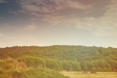 Orman ve plaj görüntüsü