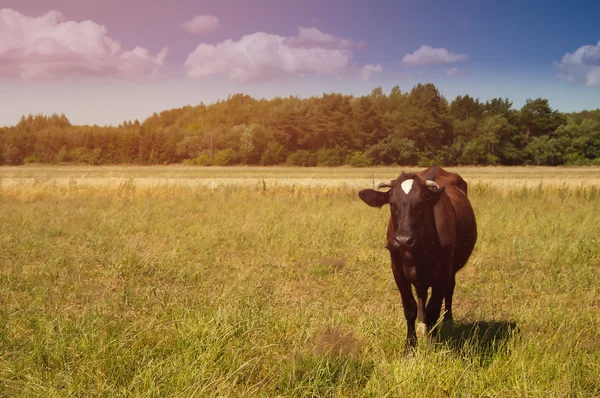 Klassieke melk koe in een weiland — Stockfoto