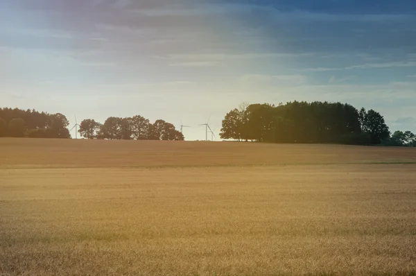 Campos de trigo a meio do dia — Fotografia de Stock