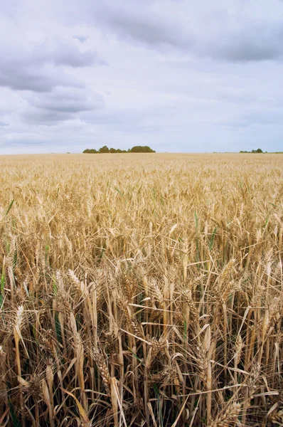 Campi di grano nel bel mezzo della giornata — Foto Stock