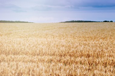 Buğday tarlalarının gün arasında