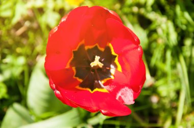 Kırmızı çiçek ve sarı karahindiba