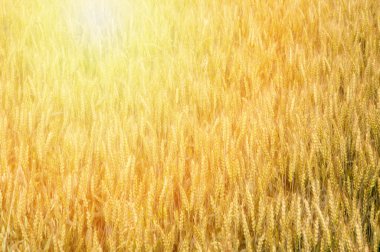 Buğday tarlalarının gün arasında