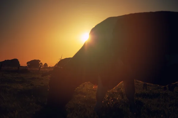 Gün batımında çayırdaki inekler — Stok fotoğraf