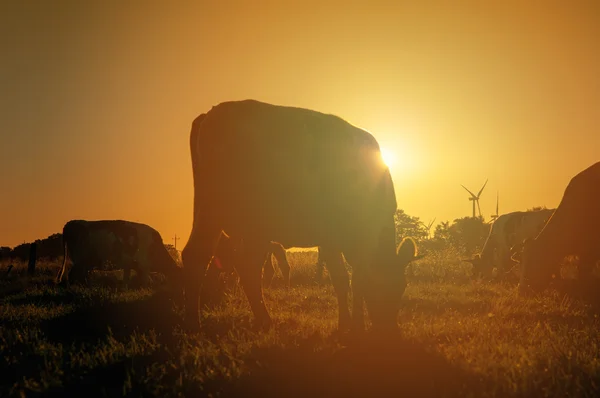 Vacas en pastos al atardecer —  Fotos de Stock